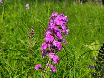 Phlox maculata, photographed by Elias