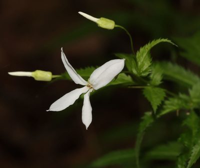 Gillenia stipulata, photographed by Gordon C. Snelling
