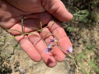 Pediomelum linearifolium, photographed by Northcut