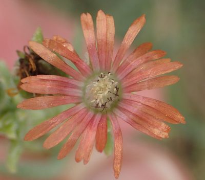 Delosperma multiflorum, photographed by Nicola van Berkel