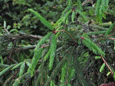 Picea morrisonicola, photographed by Jacy Chen