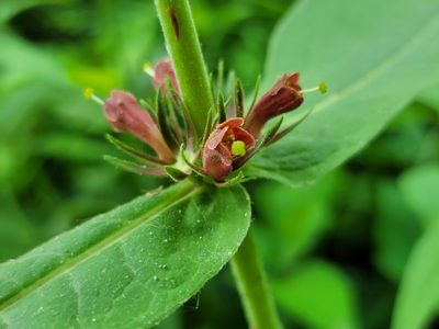 Triosteum perfoliatum, photographed by Elias