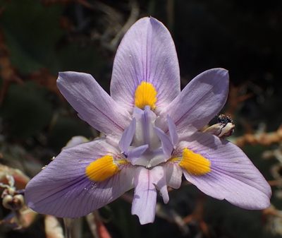 Moraea polystachya, photographed by Nicola van Berkel