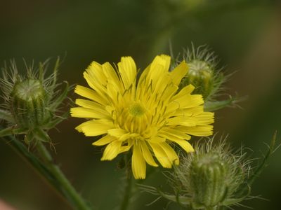 Crepis setosa, photographed by Yves Bas