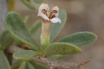 Lycium horridum, photographed by Nicola van Berkel