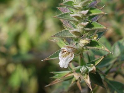 Lepidagathis cuspidata, photographed by Dinesh Valke
