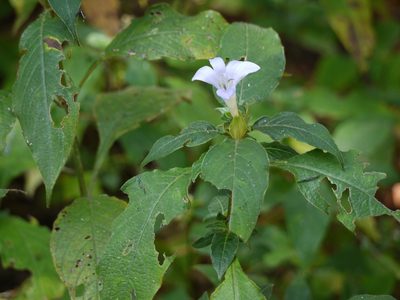 Barleria terminalis, photographed by Dinesh Valke