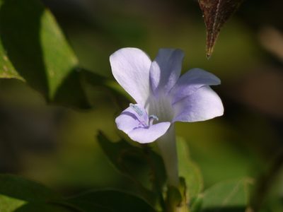 Barleria terminalis, photographed by Dinesh Valke