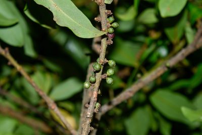 Myrsine coriacea, photographed by Saban-Sequén, E.A.
