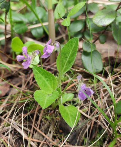 Viola gmeliniana, photographed by Юлия