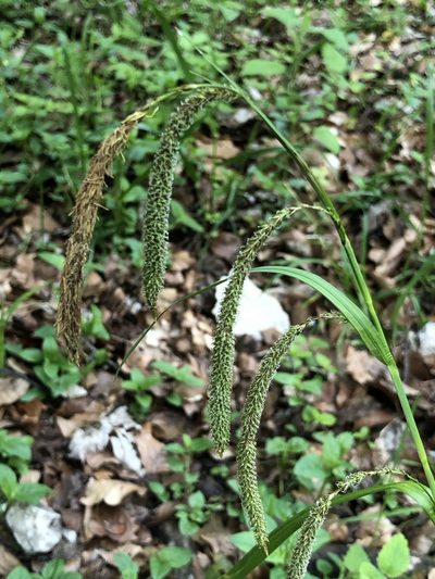 Carex agastachys, photographed by Thomas Ebner