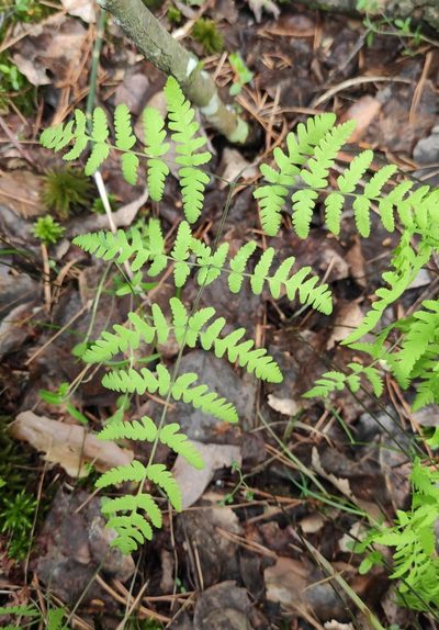 Gymnocarpium jessoense, photographed by Юлия
