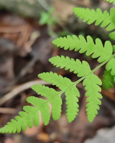 Gymnocarpium jessoense, photographed by Юлия