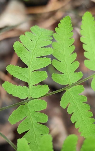 Gymnocarpium jessoense, photographed by Юлия