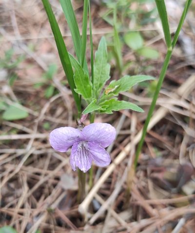 Viola dactyloides, photographed by Юлия