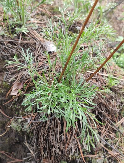 Artemisia commutata, photographed by Юлия