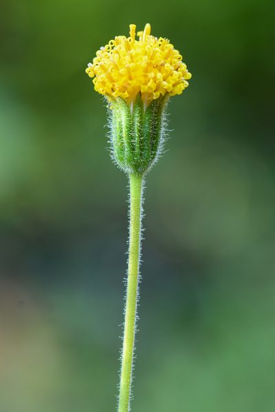 Arnica spathulata, photographed by Trevor Van Loon