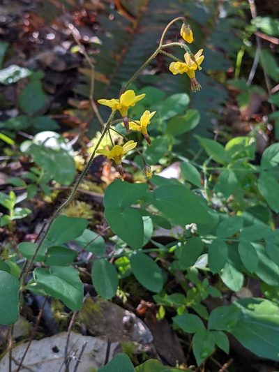 Vancouveria chrysantha, photographed by Trevor Van Loon