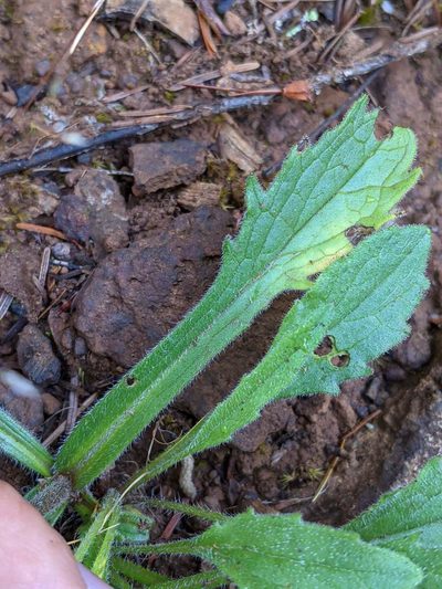 Arnica spathulata, photographed by Trevor Van Loon