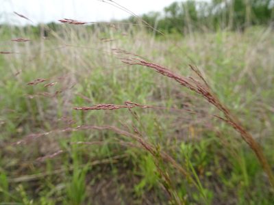 Agrostis hyemalis, photographed by Thomas Koffel