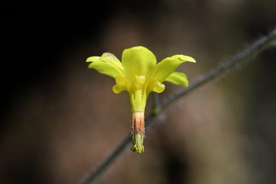 Vancouveria chrysantha, photographed by Trevor Van Loon