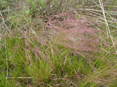 Agrostis hyemalis, photographed by Thomas Koffel