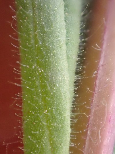 Castilleja brevilobata, photographed by Trevor Van Loon