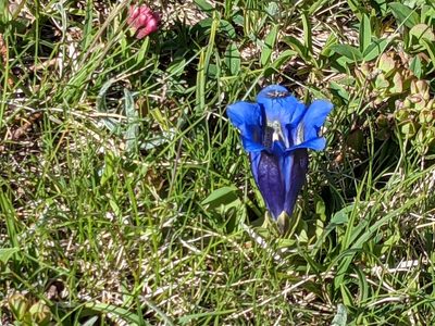 Gentiana alpina, photographed by Pieter Huybrechts