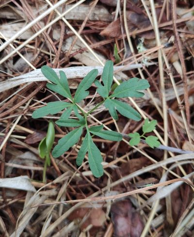 Cardamine trifida, photographed by Юлия
