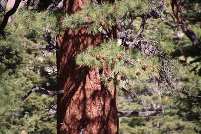 Pinus jeffreyi, photographed by Millie Basden