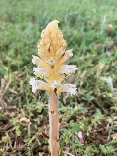 Orobanche picridis, photographed by Ludivine Lamare