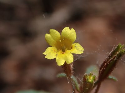 Erythranthe rubella, photographed by Nolan Exe