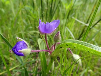 Tradescantia bracteata, photographed by Thomas Koffel