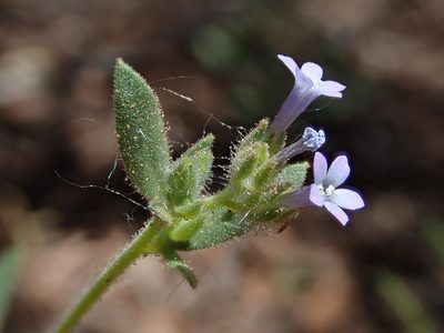 Allophyllum gilioides, photographed by Nolan Exe
