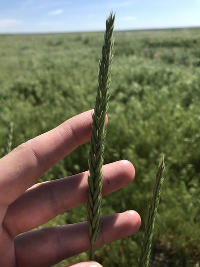 Psathyrostachys juncea, photographed by Ryan Donnelly