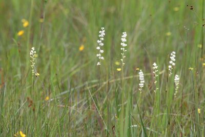 Triantha racemosa, photographed by Lauren McLaurin