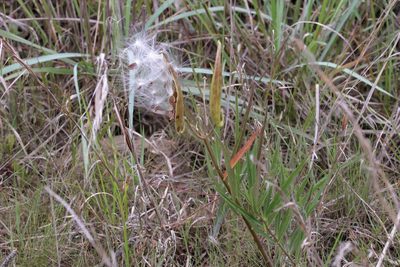 Asclepias longifolia, photographed by Lauren McLaurin