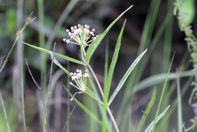 Asclepias longifolia, photographed by Lauren McLaurin