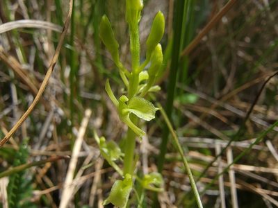 Liparis loeselii, photographed by Elias
