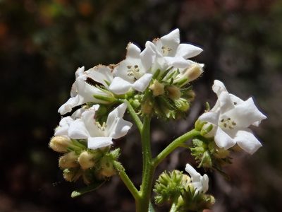 Eriodictyon angustifolium, photographed by Nolan Exe