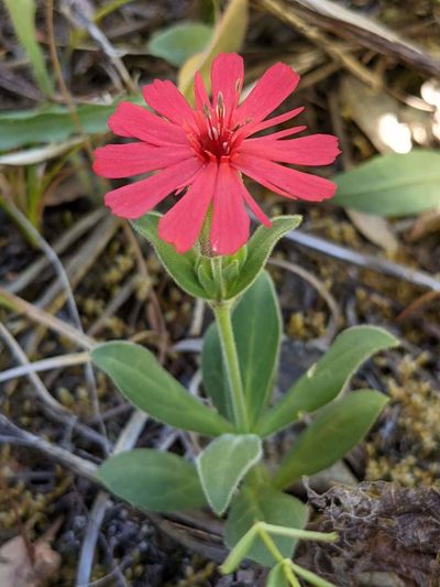 Silene serpentinicola, photographed by Trevor Van Loon