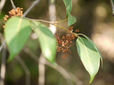 Tetrapilus dioicus, photographed by Dinesh Valke