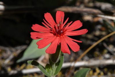 Silene serpentinicola, photographed by Trevor Van Loon