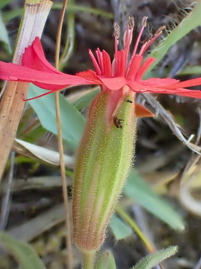 Silene serpentinicola, photographed by Trevor Van Loon
