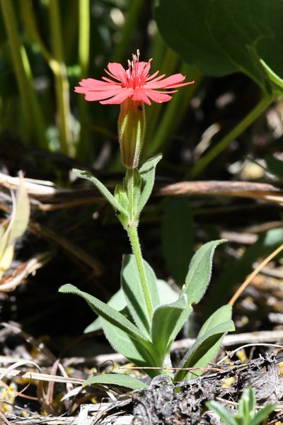 Silene serpentinicola, photographed by Trevor Van Loon
