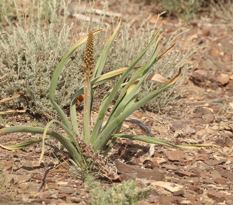 Eremurus inderiensis, photographed by Andrew Bazdyrev