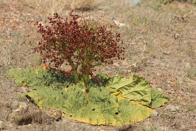 Rheum tataricum, photographed by Andrew Bazdyrev