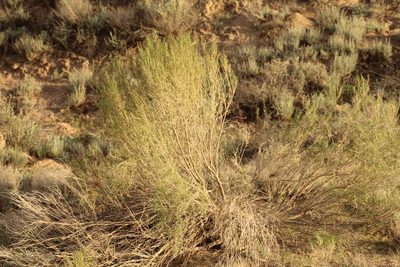 Haloxylon ammodendron, photographed by Andrew Bazdyrev