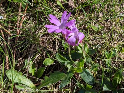 Primula integrifolia, photographed by Pieter Huybrechts