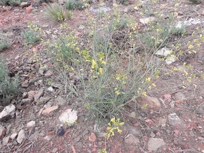 Sisymbrium polymorphum, photographed by Andrew Bazdyrev